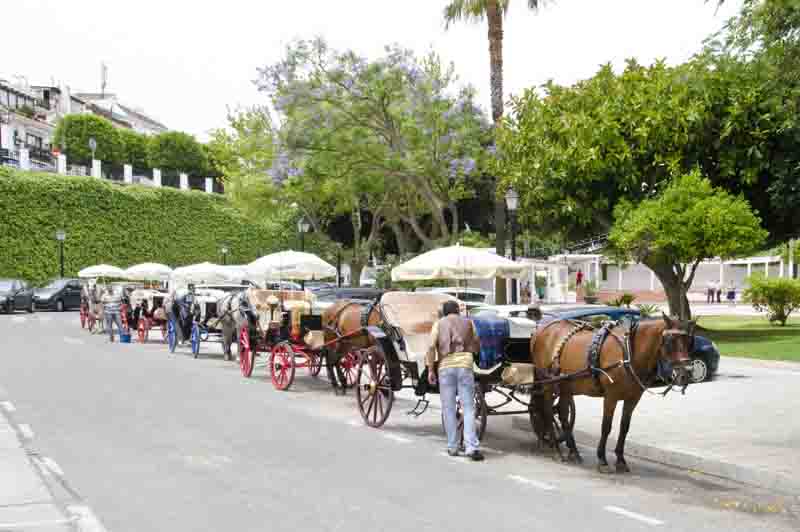 Malaga - Mijas 25 - carruajes de caballos.jpg